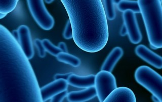 E Coli under Emicroscope