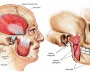 TMJ muscles Pterygoids Web