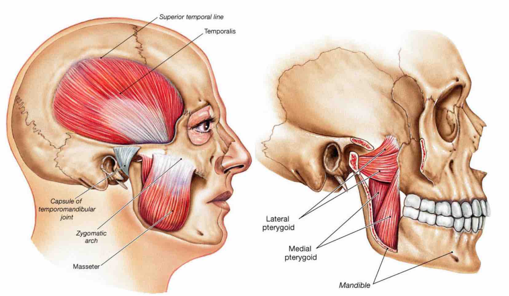 TMJ muscles Pterygoids Web